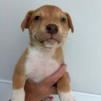 Boy 1 -  Cattle Dog and Mixed Breed Dog for Adoption in Fairfax Station, Virginia - Boy 1 | PetCurious