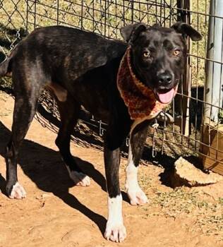 Rescue Pit Bull Terrier and Mixed Breed Dogs for Adoption in Seneca, South Carolina - Leonardo $25 | PetCurious