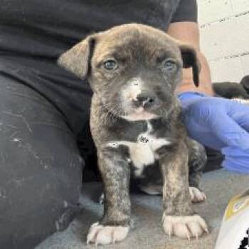 Vermont -  Mixed Breed Dog for Adoption in Indianapolis, Indiana - Vermont | PetCurious