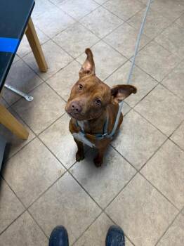 Pit Bull Terrier Dogs Available for Adoption - Eleven | PetCurious