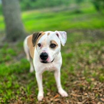 Frankie -  Mixed Breed Dog for Adoption in Port Charlotte, Florida - Frankie | PetCurious