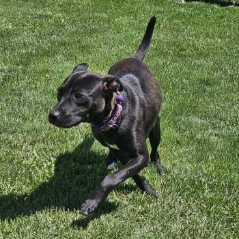 Java Mink Chip -  Black Labrador Retriever and Mixed Breed Dog for Adoption in Monroe, Michigan - Java Mink Chip | PetCurious