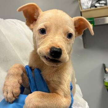 Dasani -  Retriever Dog for Adoption in Greenville, South Carolina - Dasani | PetCurious