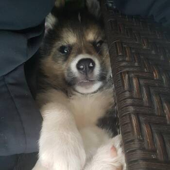 Husky Dogs Available for Adoption in Clavet, Saskatchewan - Stoat | PetCurious