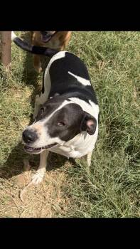 Angel -  American Staffordshire Terrier Dog for Adoption - Angel | PetCurious