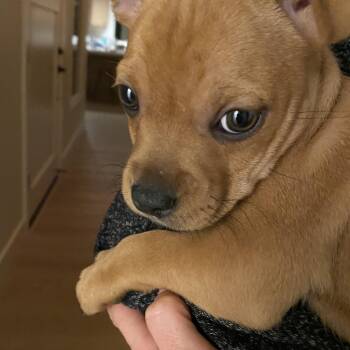 French Bulldog Dogs Available for Adoption - Ava | PetCurious