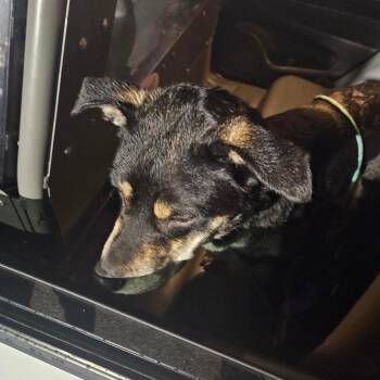 Mixed Breed Dogs Available for Adoption in Philadelphia, Pennsylvania - Druid | PetCurious