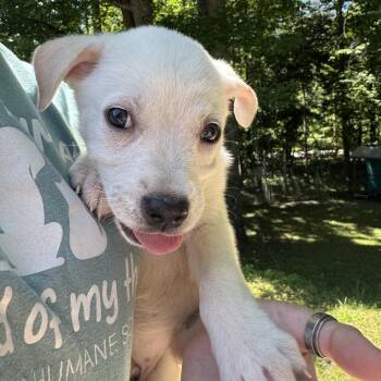 Sugar -  Labrador Retriever Dog for Adoption in Columbus, North Carolina - Sugar | PetCurious