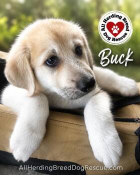 Buck -  Great Pyrenees Dog for Adoption in Joliet, Illinois - Buck | PetCurious