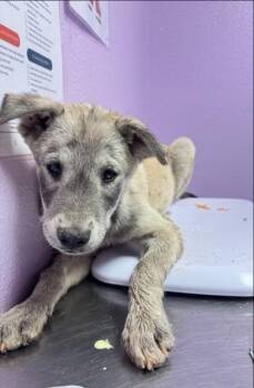 Mixed Breed Dogs Available for Adoption in El Paso, Texas - 61053884 | PetCurious