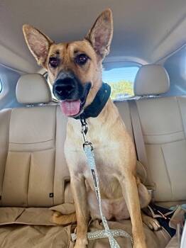 Rescue German Shepherd Dog Dogs for Adoption in Princeton, Massachusetts - Sandy | PetCurious