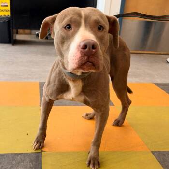 Peppa -  Pit Bull Terrier Dog for Adoption in Philadelphia, Pennsylvania - Peppa | PetCurious