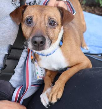 Eddie -  Chihuahua Dog for Adoption in Harrison, New York - Eddie | PetCurious
