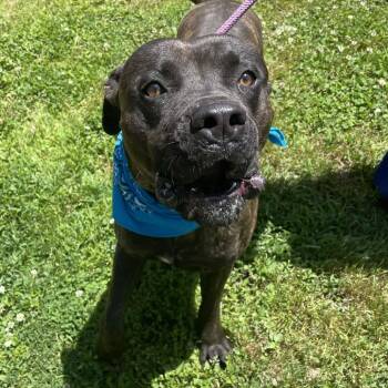 Mastiff and Mixed Breed Dogs Available for Adoption in Greenville, South Carolina - Smoke | PetCurious