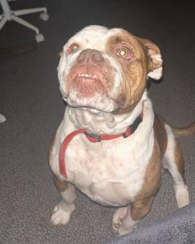 Leia -- Community Post -  American Bulldog Dog Available for Adoption in Floyd, Virginia - Leia -- Community Post | PetCurious
