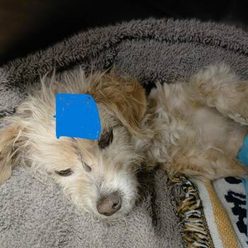Nugget -  Maltese and Poodle Dog for Adoption in San Gabriel, California - Nugget | PetCurious