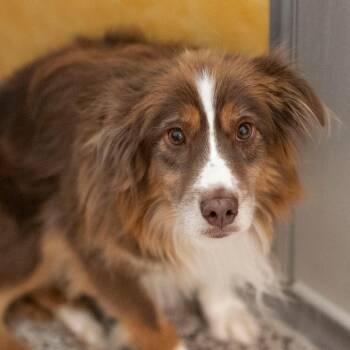 Whiskey (MR26-369) -  Australian Shepherd Dog for Adoption in Peyton, Colorado - Whiskey (MR26-369) | PetCurious