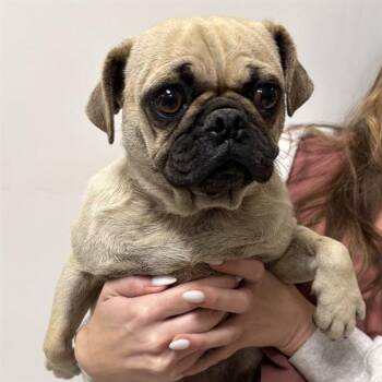 Pug Dogs Available for Adoption in Modesto, California - A610909 | PetCurious