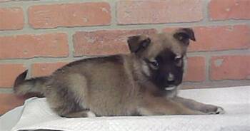 A2094058 -  Husky and Mixed Breed Dog for Adoption in Houston, Texas - A2094058 | PetCurious