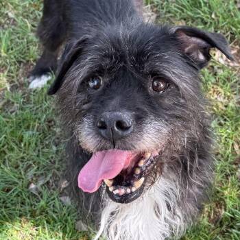 Shaggy -  Scottish Terrier and Miniature Poodle Dog for Adoption in San Jacinto, California - Shaggy | PetCurious