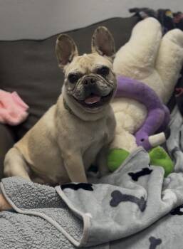 Scarlet -  French Bulldog Dog for Adoption in Ventura, California - Scarlet | PetCurious