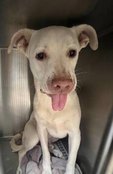 PHANTOM -  Pit Bull Terrier and Mixed Breed Dog Available for Adoption in Blythe, California - PHANTOM | PetCurious