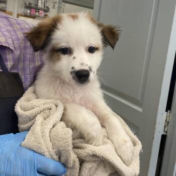 Vic -  Chihuahua and Mixed Breed Dog for Adoption in Spokane, Washington - Vic | PetCurious