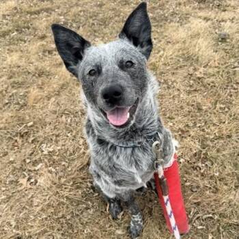 Cattle Dog and Mixed Breed Dogs Available for Adoption - Lucky | PetCurious