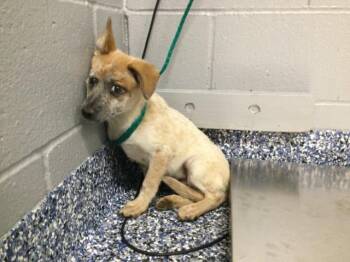 Australian Cattle Dog Blue Heeler and Chihuahua Dogs Available for Adoption in Thousand Palms, California - POOKA | PetCurious