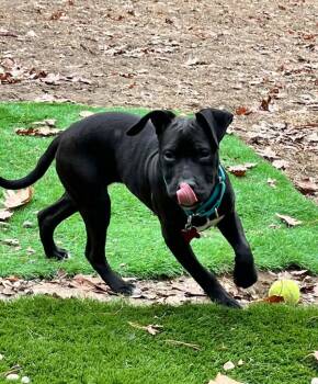 Rescue Boxer and Pit Bull Terrier Dogs for Adoption in Princeton, Massachusetts - Rani Hernando - LOCAL | PetCurious