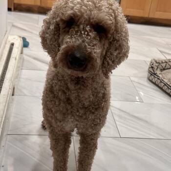 Lily -  Standard Poodle Dog for Adoption in Wrightstown, New Jersey - Lily | PetCurious
