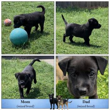 Labrador Retriever and Mixed Breed Dogs Available for Adoption in Spokane, Washington - Thing 1 | PetCurious