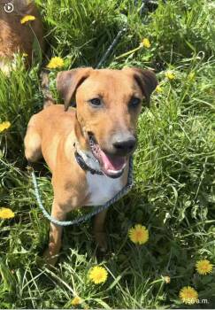 Mario -  Mixed Breed Dog Available for Adoption in Kitchener, Ontario - Mario | PetCurious