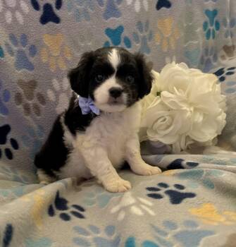 Huckleberry -  Shih Tzu and Chihuahua Dog for Adoption in Corona, California - Huckleberry | PetCurious
