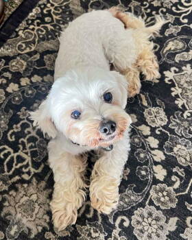 Rescue Poodle Dogs for Adoption in Corona, California - Princess | PetCurious
