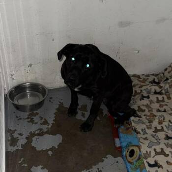 Mixed Breed Dogs Available for Adoption - Jenny Stray Hold 2/25 | PetCurious