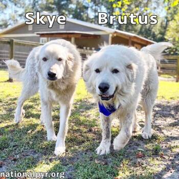 Brutus & Skye in GA - Gentle & Sweet Couple -  Great Pyrenees Dog for Adoption in Beacon, New York - Brutus & Skye In GA - Gentle & Sweet Couple | PetCurious