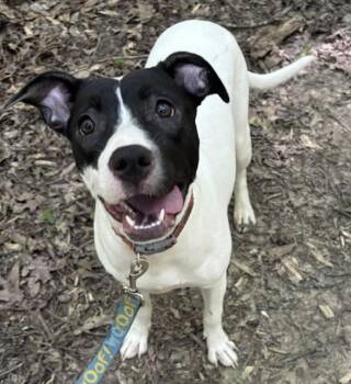 Curly -  Pit Bull Terrier and American Staffordshire Terrier Dog for Adoption in Watertown, Connecticut - Curly | PetCurious