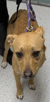 Sissy -  Terrier Dog for Adoption in Oakland, California - Sissy | PetCurious
