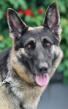 Malibu von Malente -  German Shepherd Dog Dog for Adoption in Los Angeles, California - Malibu Von Malente | PetCurious