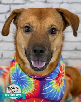 Rescue Hound and Shepherd Dogs for Adoption in Kennesaw, Georgia - Hopper | PetCurious