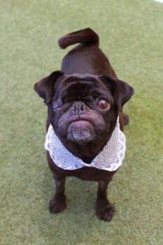 Satine -  Pug Dog for Adoption in Gardena, California - Satine | PetCurious