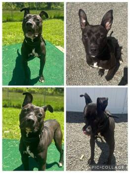 Rescue Pit Bull Terrier Dogs for Adoption in Binghamton, New York - Zips | PetCurious