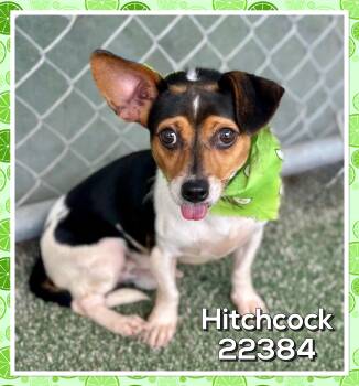 HITCHCOCK (also see SKULLY) -  Chihuahua and Rat Terrier Dog for Adoption in Marietta, Georgia - HITCHCOCK (also See SKULLY) | PetCurious