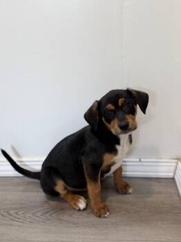 Golden Retriever and Shepherd Dogs Available for Adoption - Blossom | PetCurious