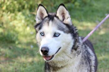 Rescue Husky Dogs for Adoption in Brazil, Indiana - ERNESTINE | PetCurious