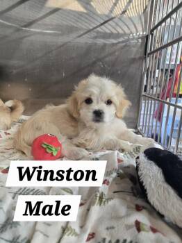 MO Winston -  Shih Tzu Dog for Adoption in Warrenton, Missouri - MO Winston | PetCurious