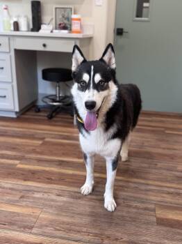 Rescue Siberian Husky Dogs for Adoption in Cumming, Georgia - Sir Markus | PetCurious