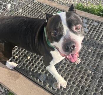 Zeus -  Mixed Breed Dog for Adoption in Dubuque, Iowa - Zeus | PetCurious