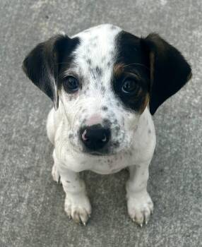 Rescue Beagle Dogs for Adoption in Richmond, Virginia - Squintz | PetCurious